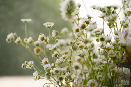 White daisies on the background of green grass. Natural background