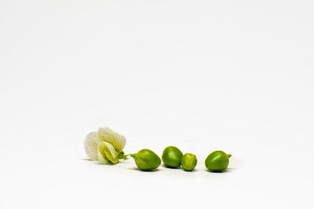 Seeds of green sweet peas. close-up. white background. A white small pea flower next to the grains.の写真素材