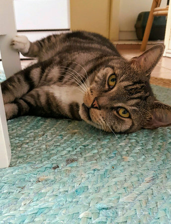 Tabby cat lying on blue mat.の素材
