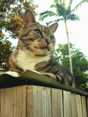 Cute tabby cat lying on tin roof, in Townsville Australia.