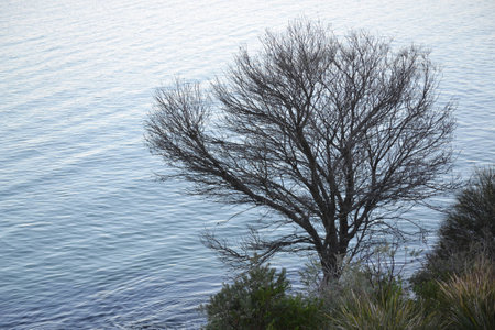 Coastal tree against calm sea background, in Tasmania Australiaの写真素材