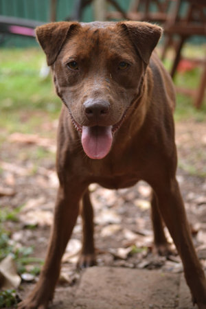 Red dog stands ready to play in backyard.の写真素材