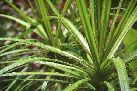 Cordyline plants after rain showerの写真素材