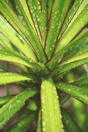 Cordyline plant after rain showerの写真素材