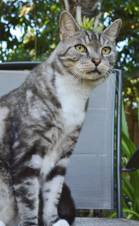 Curious tabby cat on a garden chairの写真素材