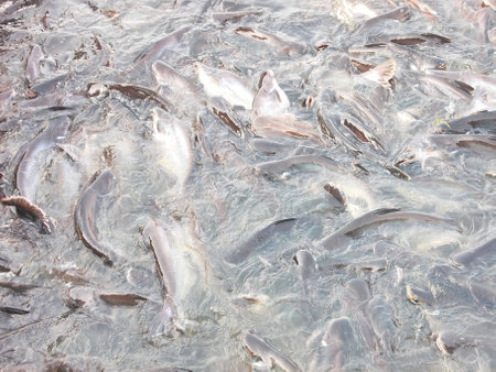 Fish in river