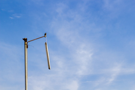 alone birdの写真素材