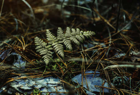 Dark green fern leaves in autumn forest