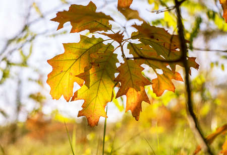 Bright colorful oak leaves during golden autumn