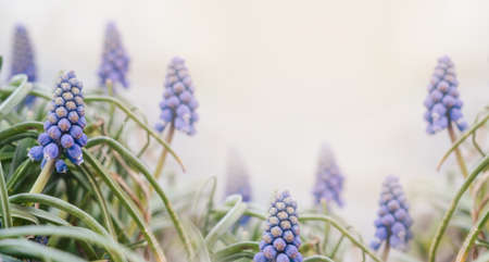Spring floral composition with blue muscari flowersの写真素材