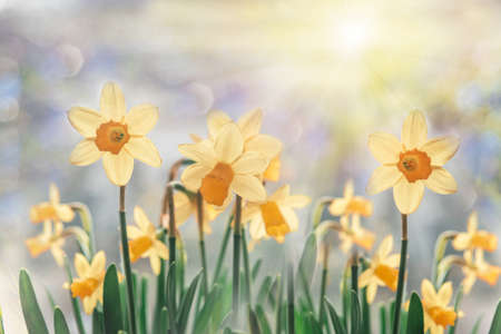 Daffodil flowers floral spring bannerの写真素材