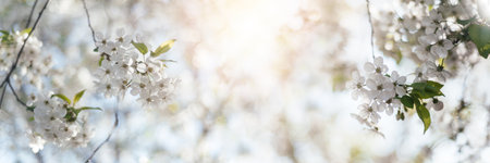 Floral spring bacgkround with blossoming cherry tree brunch