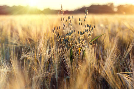 Ripe wheat field against sunset sky argicultural backgroundの写真素材