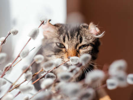 Cute gray cat sniffing willow catkin branchesの写真素材