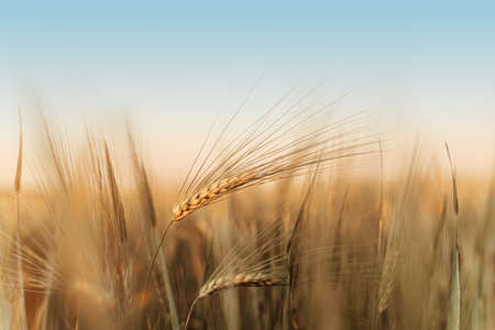 Ripe wheat spikes on the wheat field against blue sky argicultural background, wheat harvest in late summerの写真素材