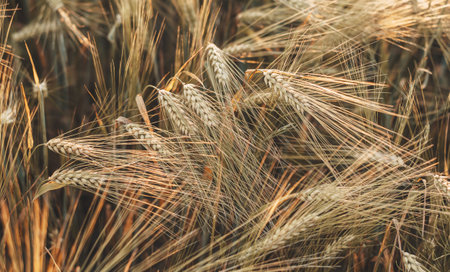 Ripe wheat spikes on the wheat field against blue sky argicultural background, wheat harvest in late summerの写真素材