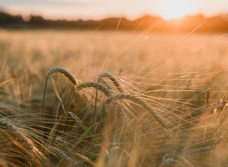 Ripe wheat spikes on the wheat field at sunset sky argicultural background, wheat harvest in late summerの写真素材