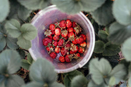 Fresh picked stawberry among strawberry leaves on the strawberry farm, fresh harvest of wild strawberry on the strawberry patchの写真素材