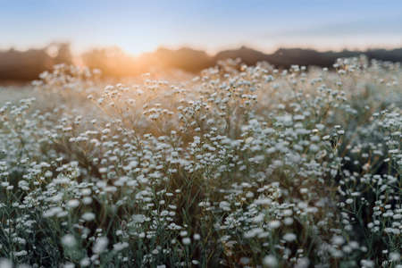 Summer landscape with flowering daisy flowers on meadow, white chamomile blossom on field, summer view of blooming wild flowers in meadowの写真素材