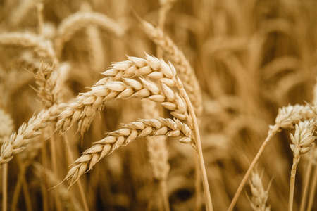 Ripe wheat ear close-up on the wheat field, wheat harvest in late summerの写真素材