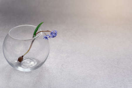 First srping flower Scilla with a bulb in glass round vase on light gray background, floral spring...