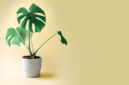 Green monstera swiss cheese flower in a pot isolated on yellow backgroundの写真素材