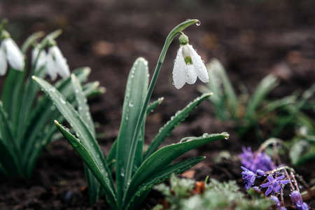 Snowdrop flowers floral spring background