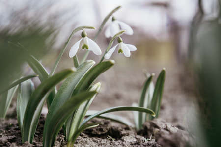 Snowdrop flowers floral spring backgroundの写真素材