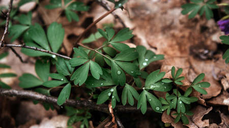 New emerged green leaves with dew drops in the forest, spring natural backgroundの写真素材