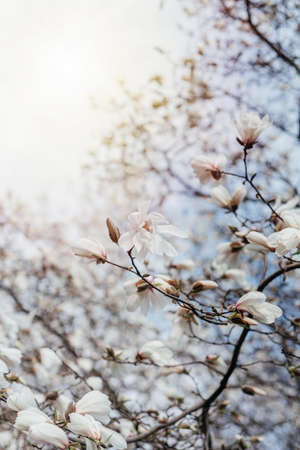 White magnolia dogwood tree flowers blooming spring backgroundの写真素材