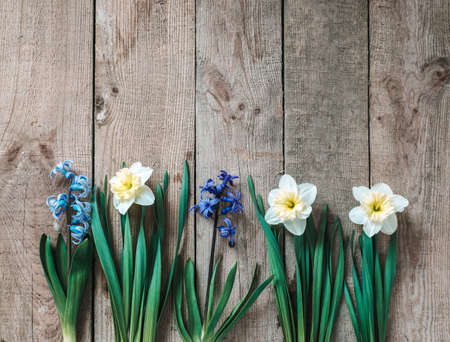 Gardening background with daffodil and hyacinth bulbs on wooden backgroundの写真素材