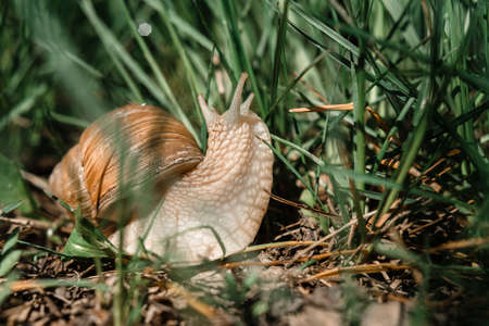 Big snail Achatina with brown shell and tentacles crawling in the green grass