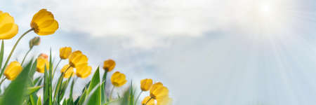 Yellow tulips blooming in the garden spring and summer bannerの写真素材