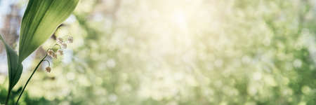 Lily of the valley in bloom on green bokeh background, spring and summer flowers bannerの写真素材