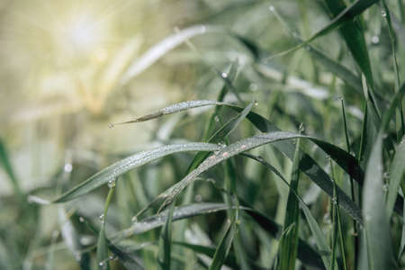 Green grass with dew drops summer background, green grass meadow in the morningの写真素材