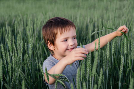 A cute little boy among the wheat spikes in the green wheat field, summer rural landscape, children and natureの写真素材