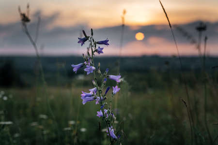 Purple wild bell flowers at sunset summer rural lanscape, sunset evening light on a warm beautiful summer day. Summer solsticeの写真素材