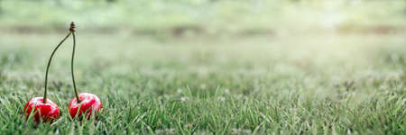 Ripe sweet cherry close-up in the green grass with summer green bokeh background banner size, summer...