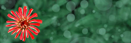 Purple zinnia flower on green bokeh summer background, summer floral abstract backgroundの写真素材