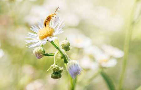 Summer floral background with wild daisy flowers and a beetle, wild chamomile flowers close-up on green blurry backgroundの写真素材