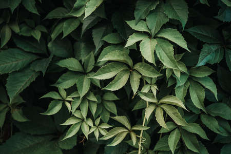 Green leaf texture, leaf texture background. The natural texture of the wild grapes leaves, green...