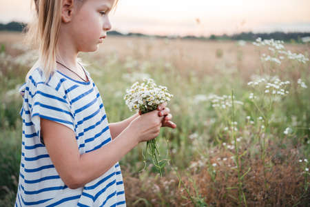 Little girl picking wild flowers in the yellow wheat field at sunset summer landscape, summer agricultural background with ripe wheat spikesの写真素材