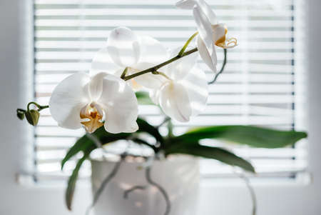 Blooming white orchid on the windowsill. Phalaenopsis on blinds window background. Home flower plantsの写真素材