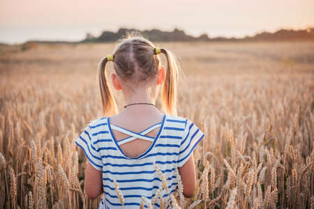 Back view of a child girl with two pony tails in the yellow wheat field at sunset summer landscape, summer agricultural background with ripe wheat spikesの写真素材
