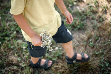 Little boy with a bunch of white clover flowers in his hand walking in the green summer meadow with blurry backgroundの写真素材
