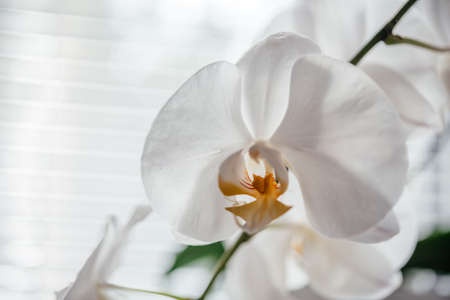 Beautiful white orchid flowers, how to grow and care for Phalaenopsis Orchids, popular house plantsの写真素材