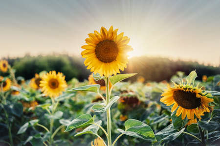 Golden sunflower in the field backlit by the rays of the setting sunの写真素材