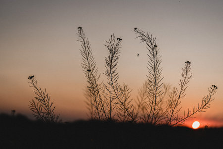 Summer sunset in the pink and orange sky behind wild grass silhouetee, summer sunset background