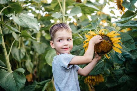 Happy little boy among big sunflowers in the sunflower field, children among sunflowers summer backgroundの写真素材