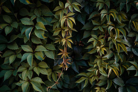 Green vine leaves wall on Virginia creeper banner size, natural background of fence covered with wild grapes vine leavesの写真素材